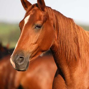 Image of horse